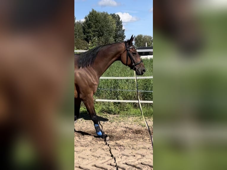 Bawarski koń gorącokrwisty Klacz 15 lat 162 cm Ciemnogniada in Darmstadt