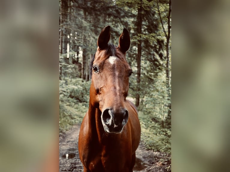 Bawarski koń gorącokrwisty Klacz 15 lat 165 cm Gniada in Pabneukirchen