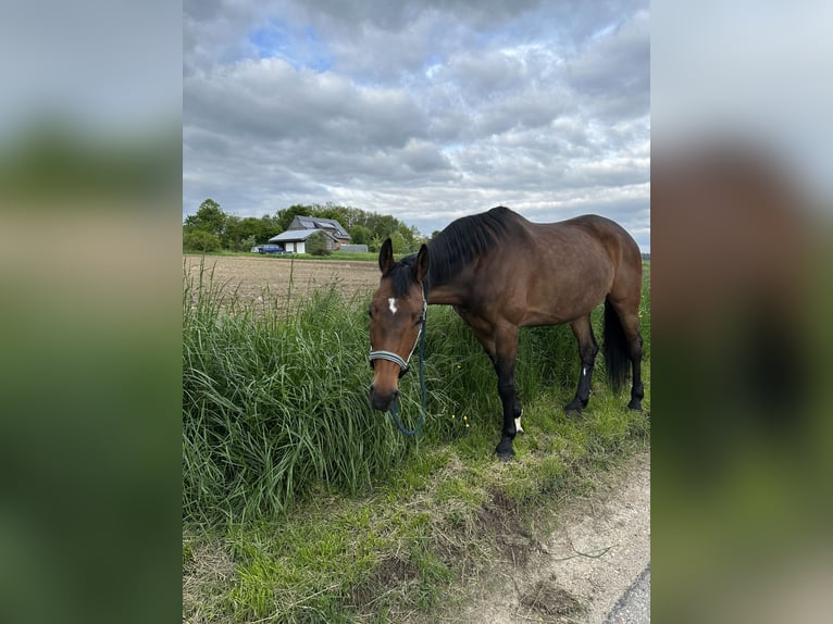 Bawarski koń gorącokrwisty Klacz 15 lat 165 cm Gniada in LappersdorfLappersdorf