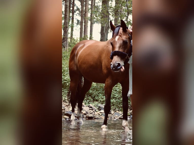 Bawarski koń gorącokrwisty Klacz 15 lat 165 cm in Pabneukirchen