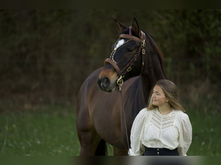 Bawarski koń gorącokrwisty Klacz 15 lat 169 cm Gniada in Parsberg