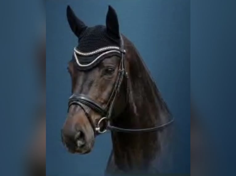 Bawarski koń gorącokrwisty Klacz 15 lat 172 cm Skarogniada in Germaringen