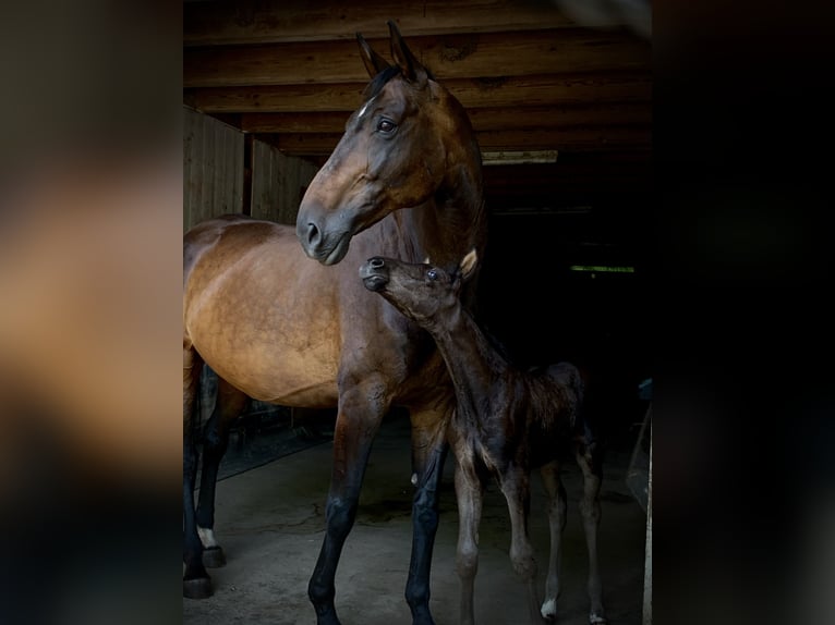 Bawarski koń gorącokrwisty Klacz 15 lat 174 cm Ciemnogniada in Ihringen