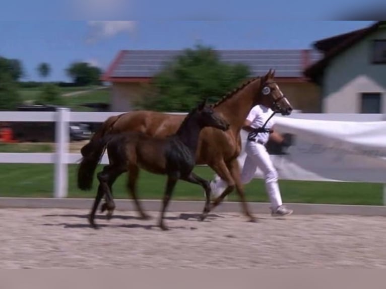 Bawarski koń gorącokrwisty Klacz 15 lat Kasztanowata in Wächtersbach
