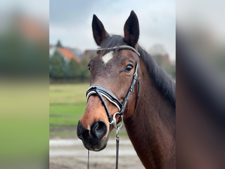Bawarski koń gorącokrwisty Klacz 16 lat 167 cm Gniada in Visselhövede