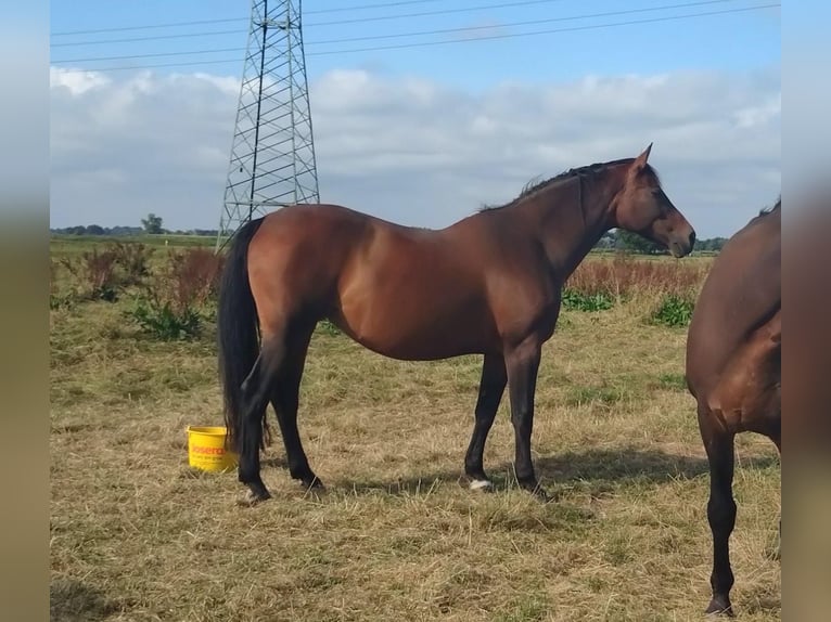 Bawarski koń gorącokrwisty Klacz 16 lat 172 cm Gniada in Seester