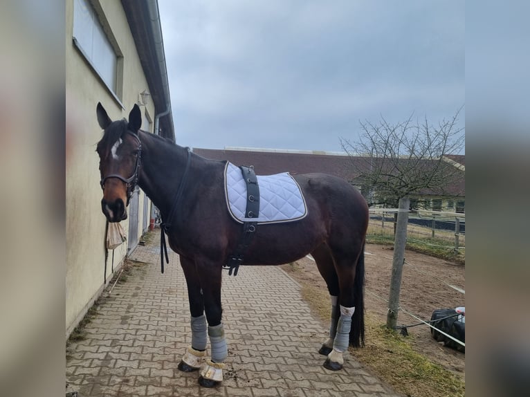 Bawarski koń gorącokrwisty Klacz 16 lat 176 cm Gniada in Schwanstetten