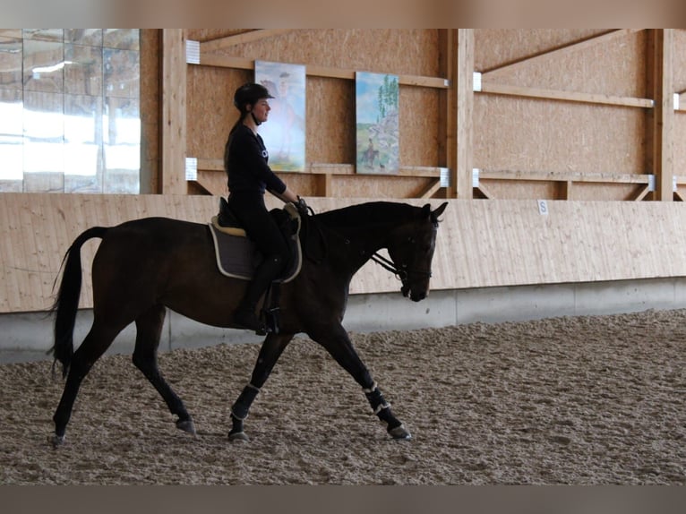 Bawarski koń gorącokrwisty Klacz 17 lat 160 cm Ciemnogniada in Engstingen