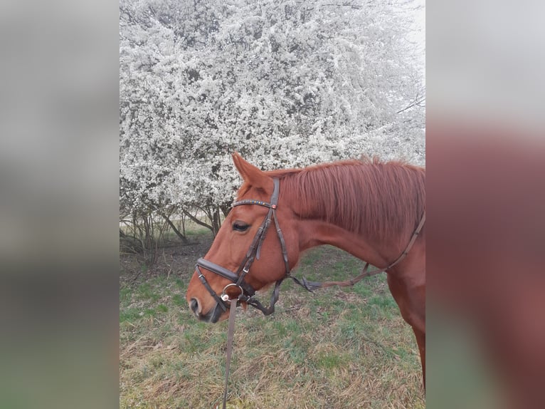Bawarski koń gorącokrwisty Klacz 17 lat 168 cm Kasztanowata in Roßtal