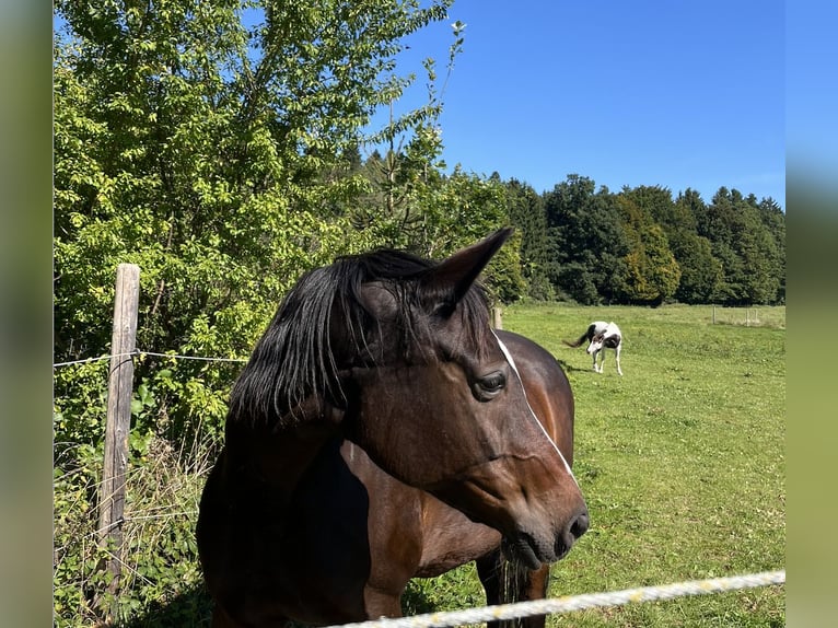 Bawarski koń gorącokrwisty Klacz 17 lat 172 cm Ciemnogniada in Straßlach-Dingharting