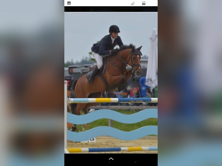 Bawarski koń gorącokrwisty Klacz 17 lat 172 cm Gniada in Seester