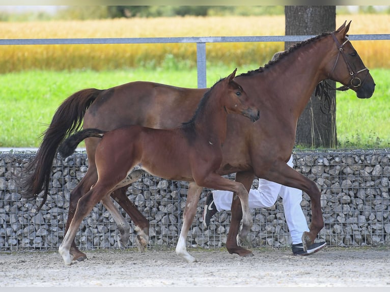 Bawarski koń gorącokrwisty Klacz 18 lat 167 cm Ciemnokasztanowata in Vohburg an der Donau
