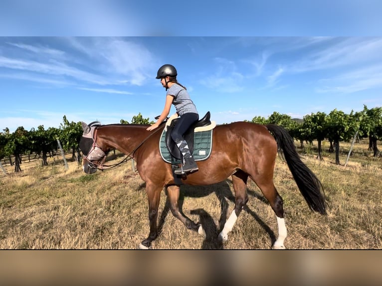 Bawarski koń gorącokrwisty Klacz 18 lat 168 cm Gniada in Wonsheim