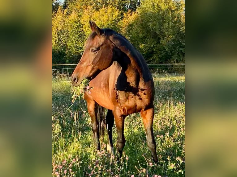 Bawarski koń gorącokrwisty Klacz 19 lat 162 cm Kara in Schondra