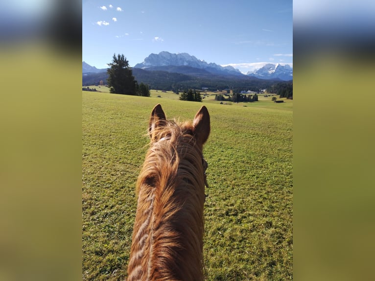 Bawarski koń gorącokrwisty Klacz 19 lat 163 cm in Mittenwald