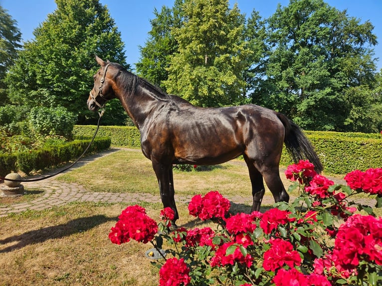Bawarski koń gorącokrwisty Klacz 19 lat 167 cm Ciemnogniada in Mengkofen