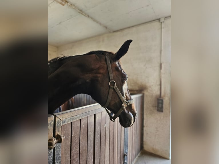 Bawarski koń gorącokrwisty Klacz 19 lat 167 cm Ciemnogniada in Mengkofen