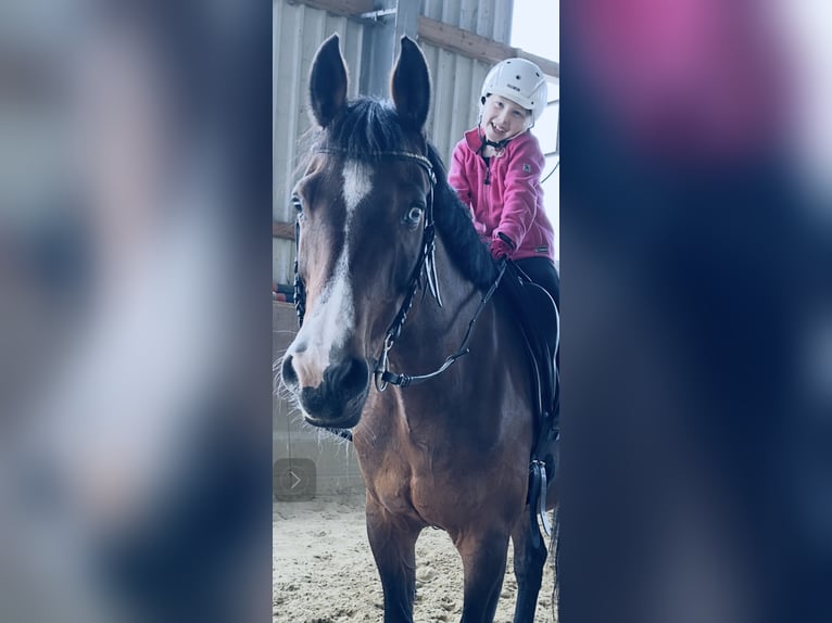 Bawarski koń gorącokrwisty Klacz 19 lat 170 cm Gniada in Warstein