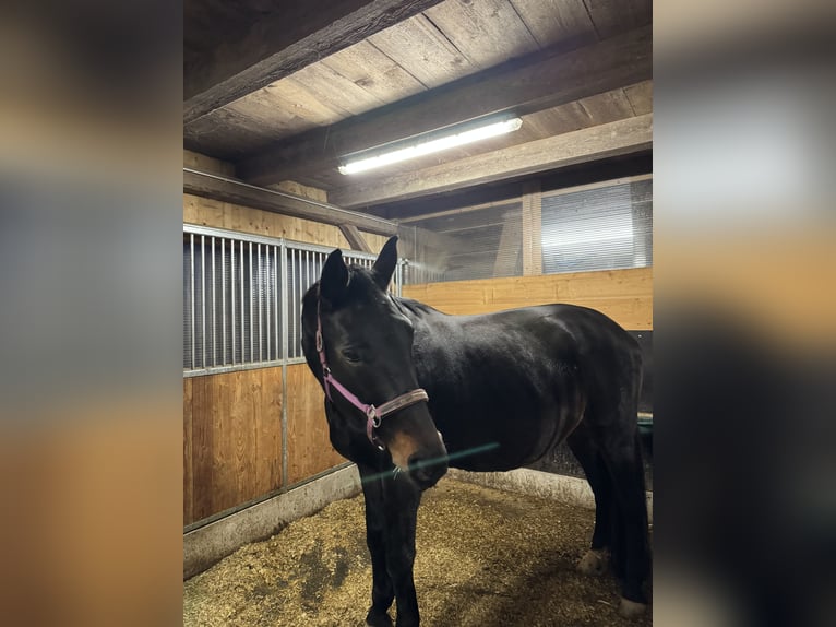 Bawarski koń gorącokrwisty Klacz 19 lat 179 cm Kara in Buch am Buchrain