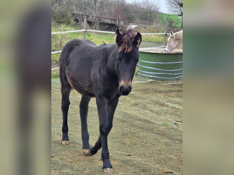 Bawarski koń gorącokrwisty Mix Klacz 1 Rok 160 cm Może być siwy in Gau Bickelheim