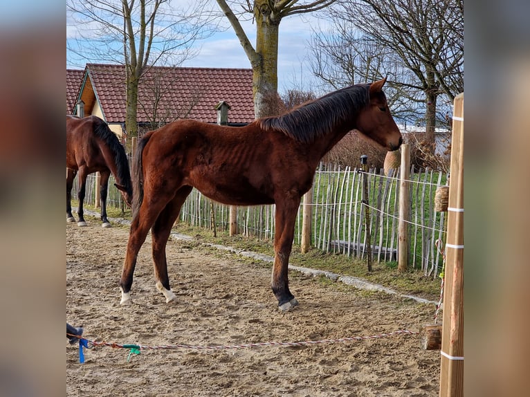 Bawarski koń gorącokrwisty Klacz 1 Rok 172 cm Gniada in Neukirchen Bei Lambach