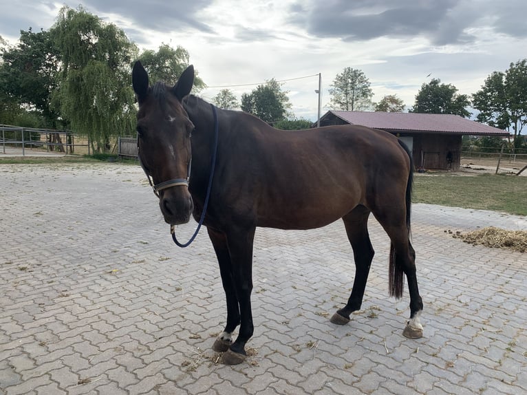 Bawarski koń gorącokrwisty Klacz 20 lat 174 cm Gniada in Bamberg