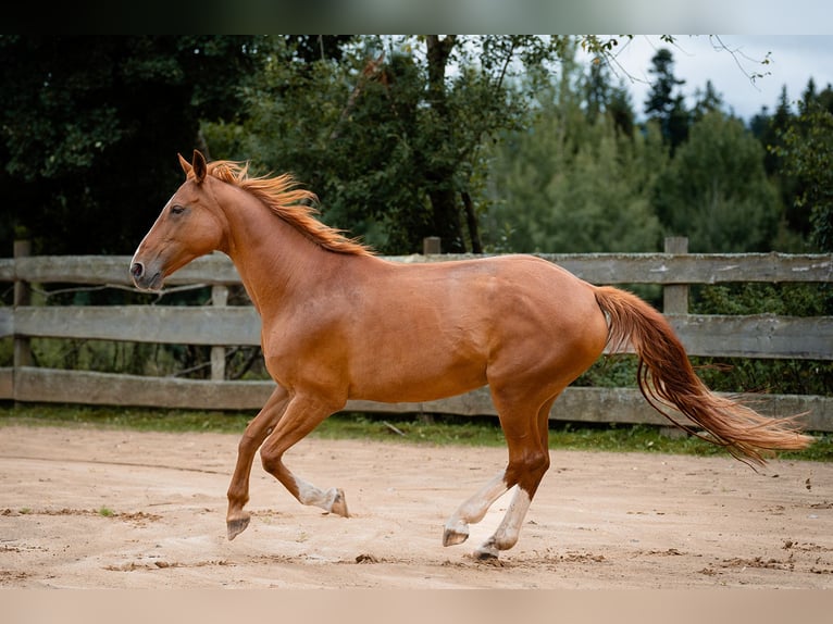 Bawarski koń gorącokrwisty Klacz 21 lat 162 cm Kasztanowata in Haidmühle