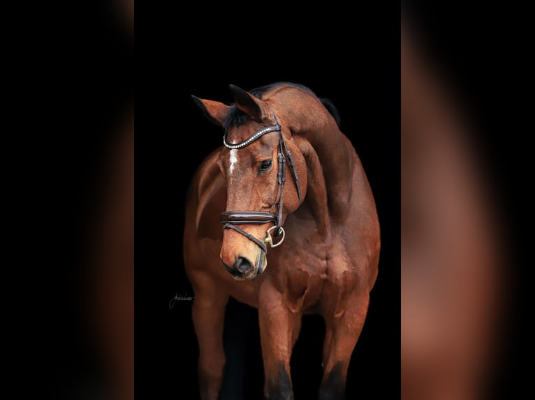 Bawarski koń gorącokrwisty Klacz 21 lat 172 cm Gniada in Neuendettelsau