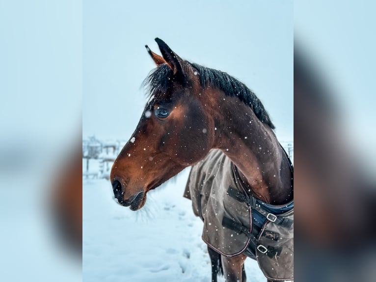 Bawarski koń gorącokrwisty Klacz 21 lat 175 cm Gniada in Pilsting
