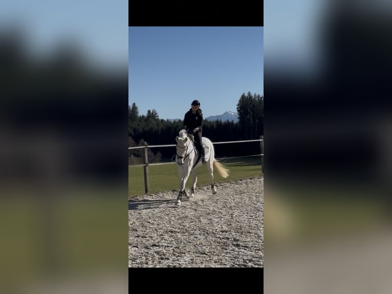 Bawarski koń gorącokrwisty Klacz 22 lat  in Höslwang