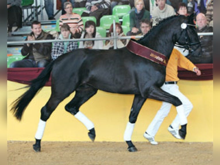 Bawarski koń gorącokrwisty Klacz 23 lat 168 cm Gniada in Laichingen