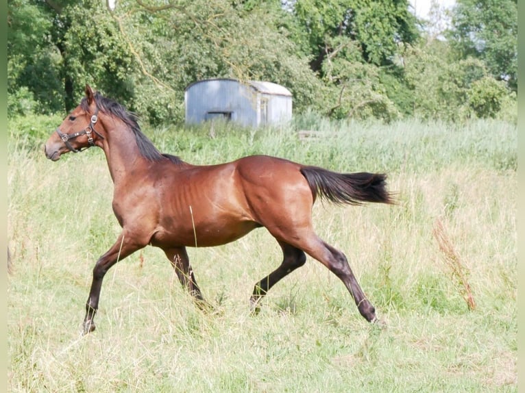 Bawarski koń gorącokrwisty Klacz 2 lat 172 cm Gniada in Seester