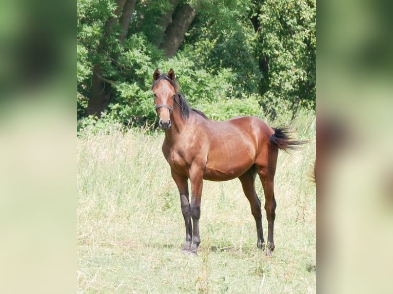 Bawarski koń gorącokrwisty Klacz 2 lat 172 cm Gniada in Seester