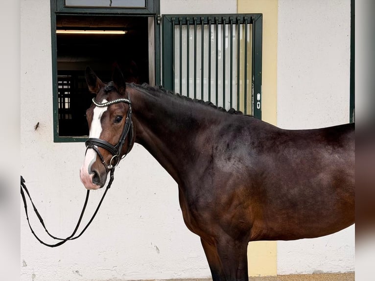 Bawarski koń gorącokrwisty Klacz 3 lat 167 cm Gniada in Rottenburg an der Laaber