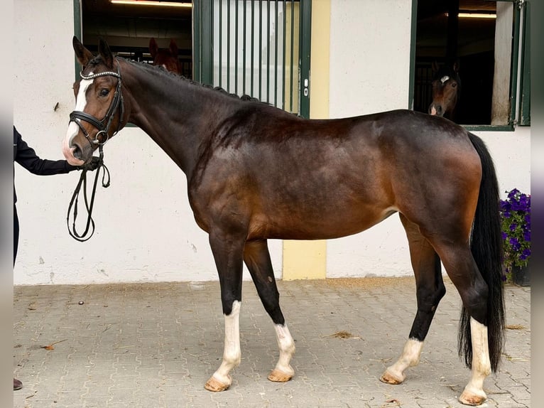 Bawarski koń gorącokrwisty Klacz 3 lat 167 cm Gniada in Rottenburg an der Laaber