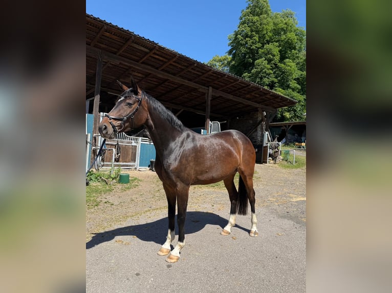Bawarski koń gorącokrwisty Klacz 5 lat 158 cm Gniada in Neuwied