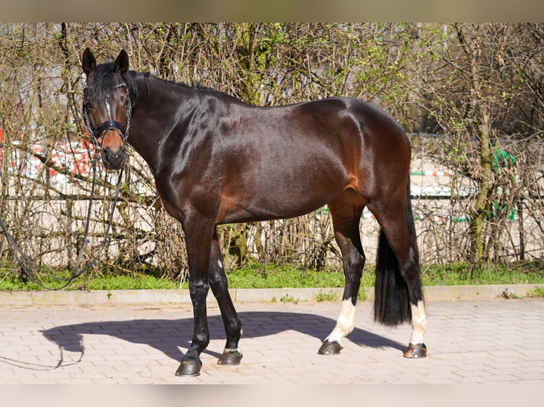 Bawarski koń gorącokrwisty Klacz 5 lat 164 cm Ciemnogniada in Thierhaupten