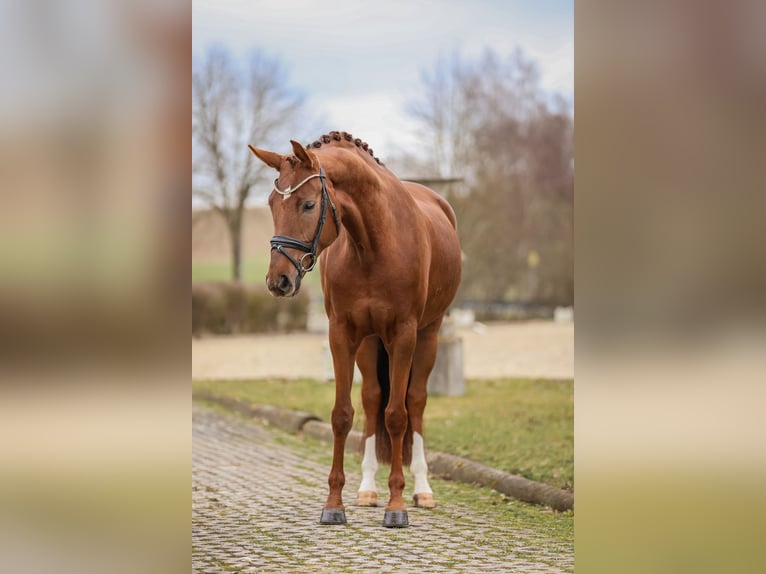 Bawarski koń gorącokrwisty Klacz 5 lat 166 cm Ciemnokasztanowata in Bodenkirchen