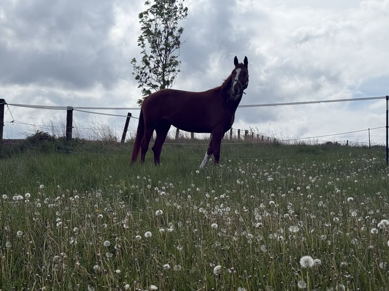 Bawarski koń gorącokrwisty Klacz 6 lat 160 cm Kasztanowata in Garching bei München