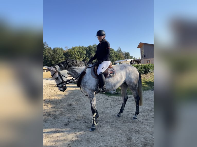 Bawarski koń gorącokrwisty Klacz 6 lat 163 cm Siwa jabłkowita in Weichs