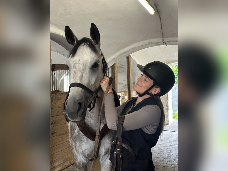 Bawarski koń gorącokrwisty Klacz 6 lat 163 cm Siwa jabłkowita in Weichs