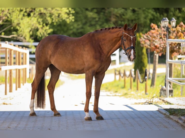 Bawarski koń gorącokrwisty Klacz 6 lat 167 cm Ciemnokasztanowata in Bodenkirchen