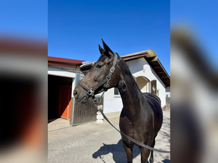 Bawarski koń gorącokrwisty Klacz 6 lat 173 cm Ciemnogniada in Landensberg