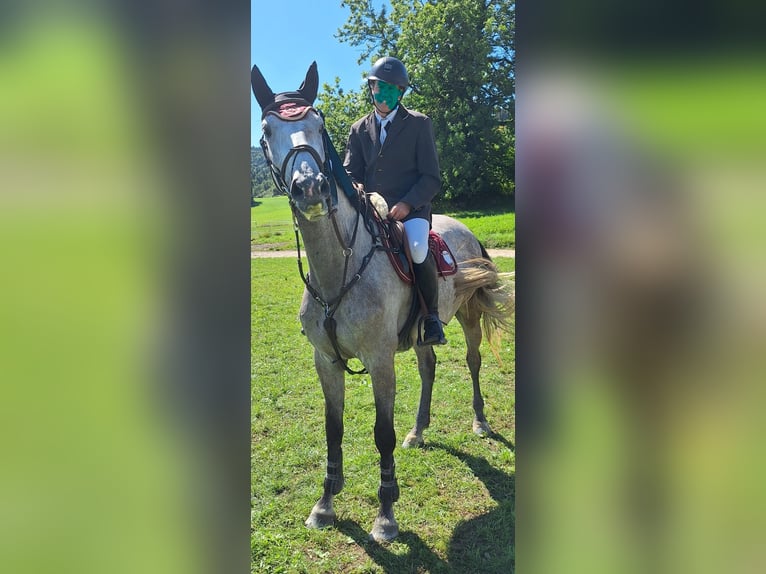 Bawarski koń gorącokrwisty Klacz 6 lat 176 cm Siwa jabłkowita in Waging am See