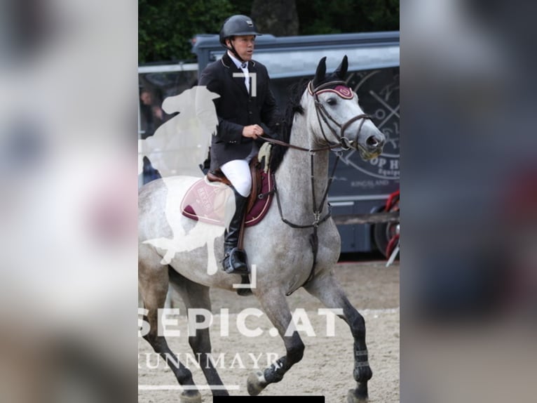Bawarski koń gorącokrwisty Klacz 6 lat 176 cm Siwa jabłkowita in Waging am See