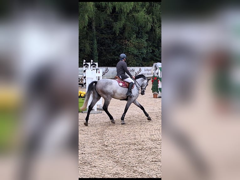 Bawarski koń gorącokrwisty Klacz 6 lat 176 cm Siwa jabłkowita in Waging am See