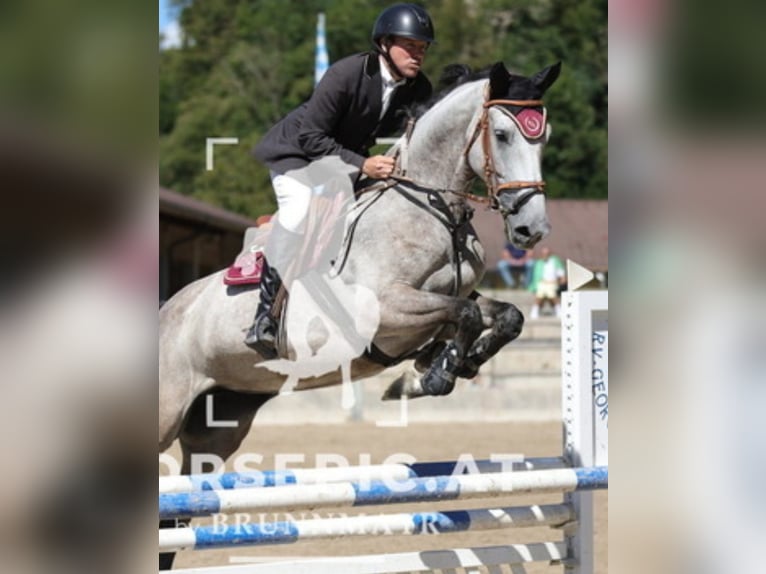 Bawarski koń gorącokrwisty Klacz 6 lat 176 cm Siwa jabłkowita in Waging am See