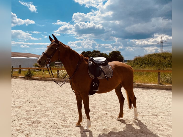 Bawarski koń gorącokrwisty Klacz 7 lat 165 cm Kasztanowata in Ingolstadt
