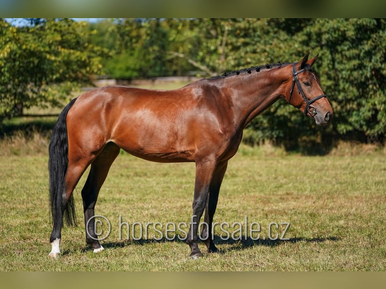 Bawarski koń gorącokrwisty Klacz 7 lat 175 cm Gniada in Pilsen