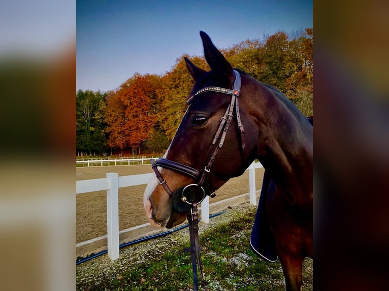 Bawarski koń gorącokrwisty Klacz 8 lat 168 cm Gniada in Neubeuern